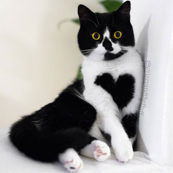 แมวเซเลบ