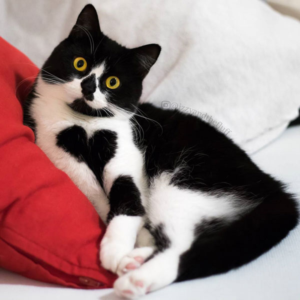 แมวเซเลบ