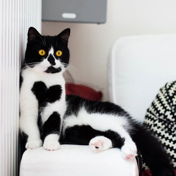 แมวเซเลบ