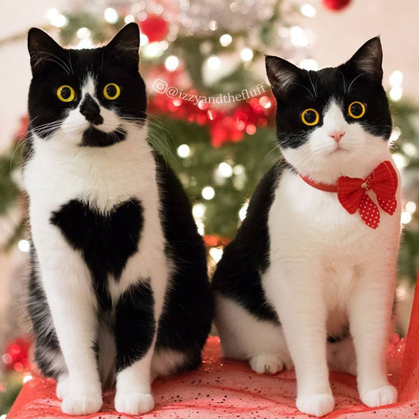 แมวเซเลบ