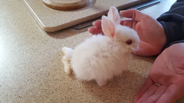 วีลซ์ กระต่ายน้อยนักสู้