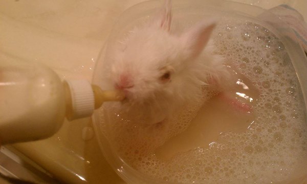 วีลซ์ กระต่ายน้อยนักสู้