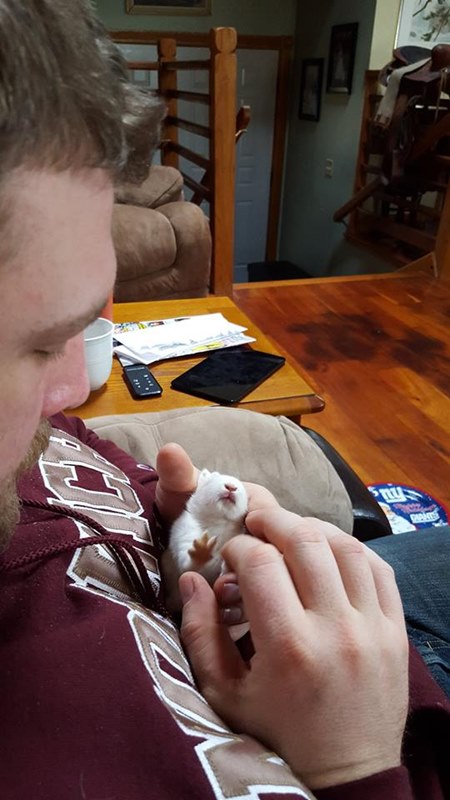 วีลซ์ กระต่ายน้อยนักสู้