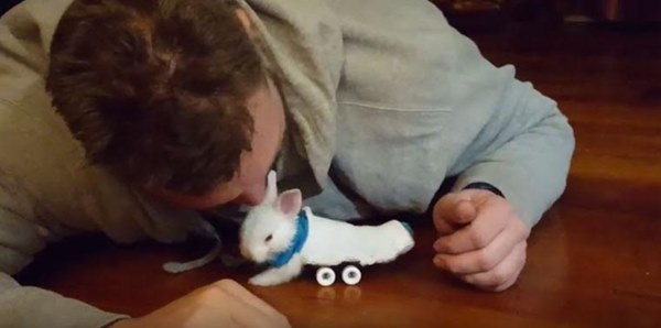 วีลซ์ กระต่ายน้อยนักสู้