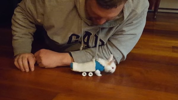 วีลซ์ กระต่ายน้อยนักสู้