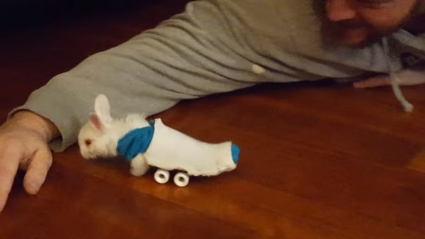 วีลซ์ กระต่ายน้อยนักสู้