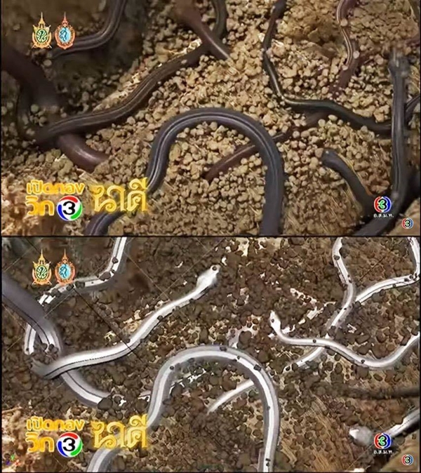 บื้องหลังการทำ CG ละคร นาคี