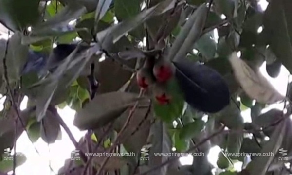 ชมพู่ออกลูกบนต้นขนุน