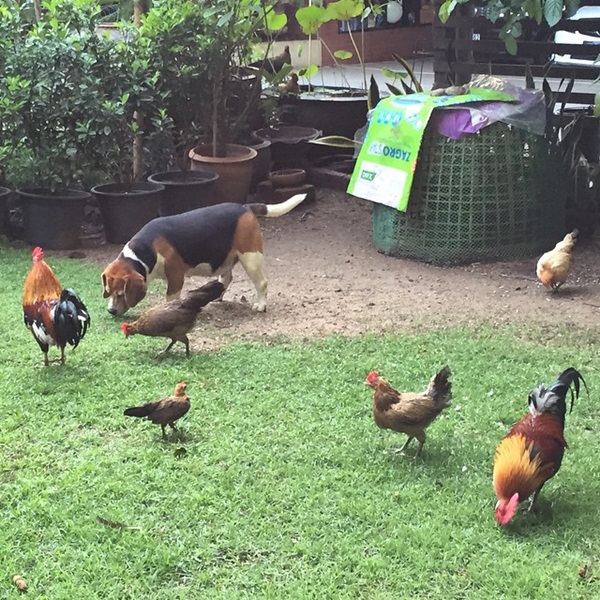 ปัญญา นิรันดร์กุล