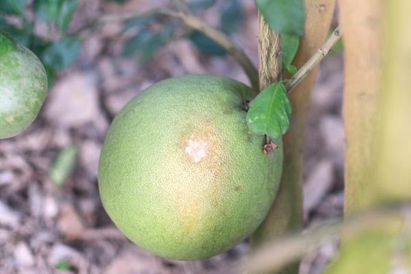 ดีเจพุฒิ พุฒิชัย