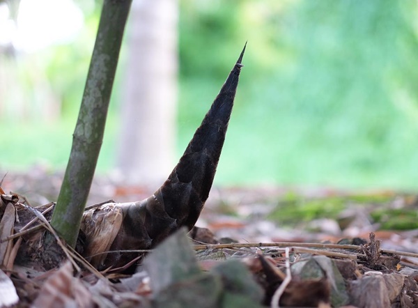 ดีเจพุฒิ พุฒิชัย