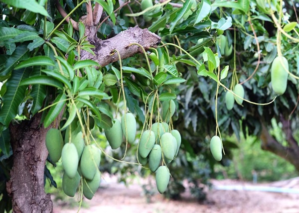 ดีเจพุฒิ พุฒิชัย