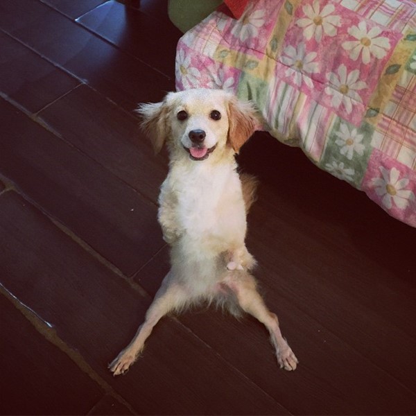 เจ้าตูบ อัลเมนดรา