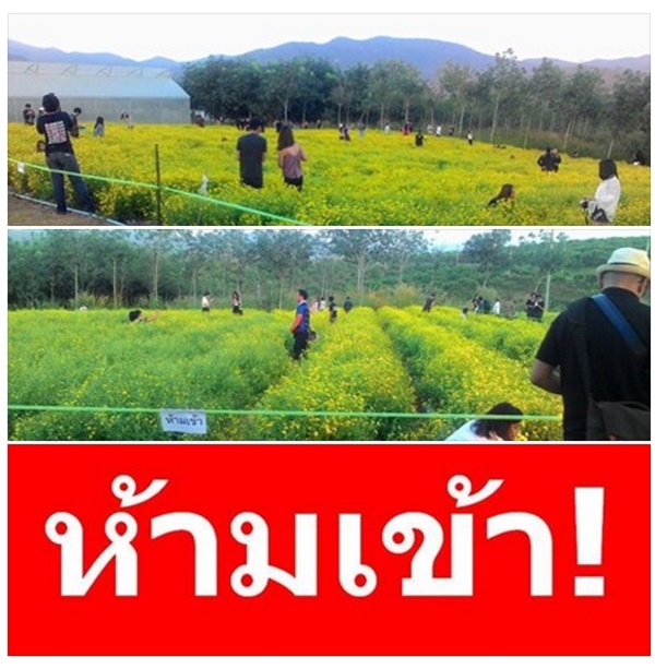 แห่ประณามนักท่องเที่ยว ย่ำแปลงวิจัยดอกเก๊กฮวย