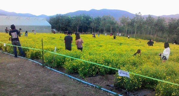 แห่ประณามนักท่องเที่ยว ย่ำแปลงวิจัยดอกเก๊กฮวย