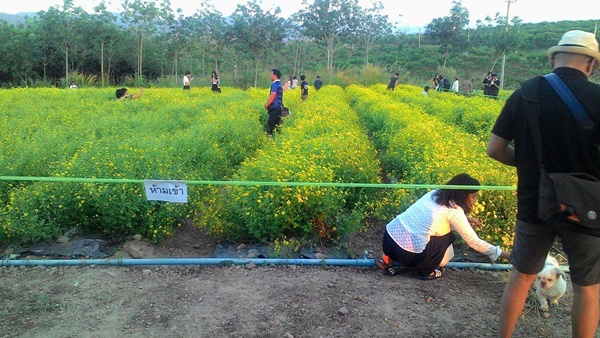 แห่ประณามนักท่องเที่ยว ย่ำแปลงวิจัยดอกเก๊กฮวย