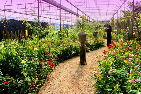 สวนดอกไม้โครงการหลวง