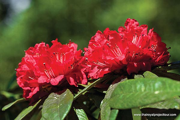 สวนดอกไม้โครงการหลวง