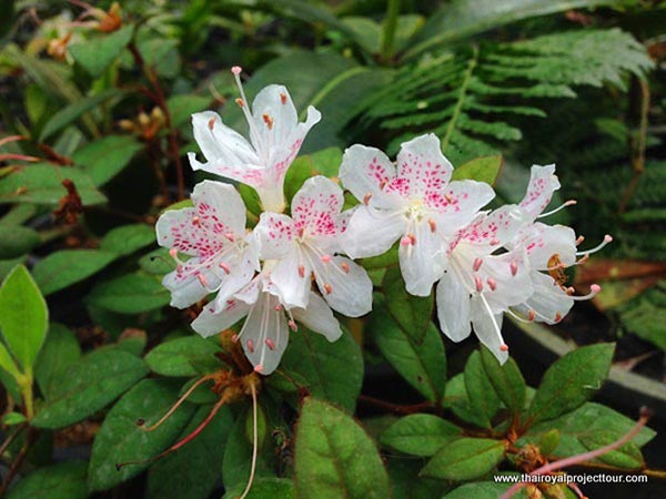 สวนดอกไม้โครงการหลวง