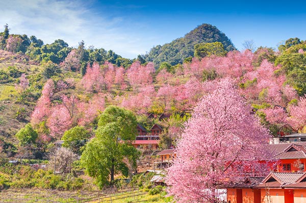 สวนดอกไม้โครงการหลวง