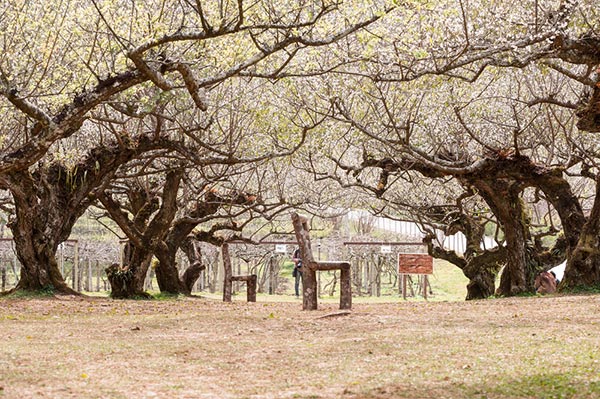 สวนดอกไม้โครงการหลวง