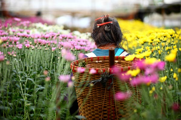 สวนดอกไม้โครงการหลวง