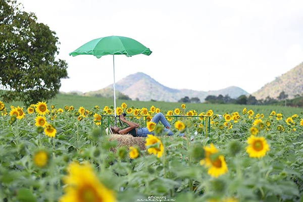 ทุ่งทานตะวัน