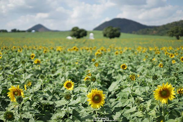 ทุ่งทานตะวัน