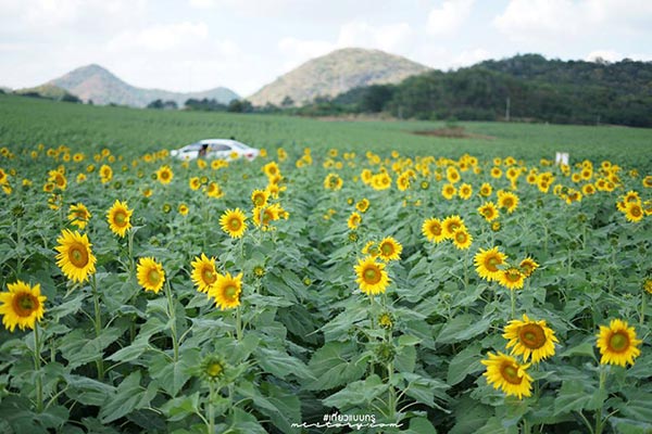 ทุ่งทานตะวัน