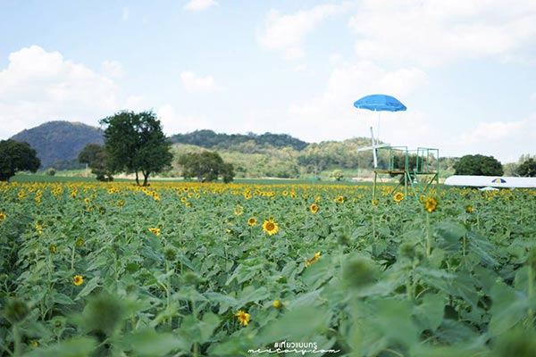 ทุ่งทานตะวัน