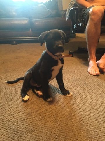 หมาถูกทิ้ง