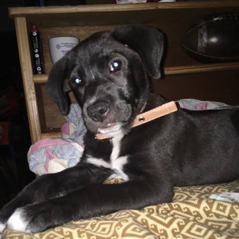 หมาถูกทิ้ง