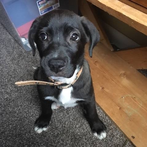 หมาถูกทิ้ง