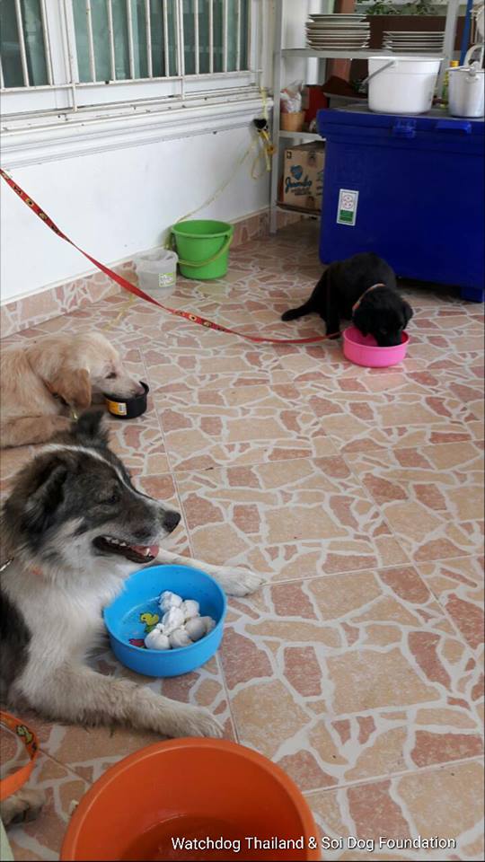 พระหนูทีใช้หมาบิณฑบาตร