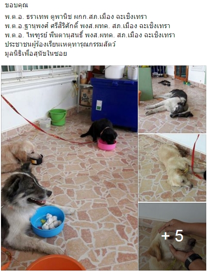 พระหนูทีใช้หมาบิณฑบาตร