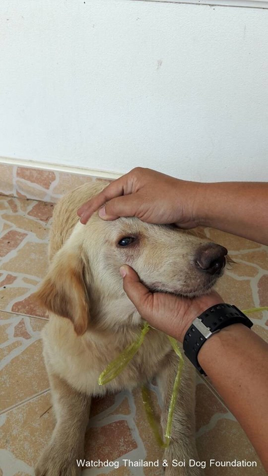 พระหนูทีใช้หมาบิณฑบาตร