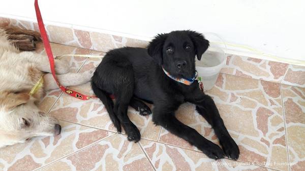 พระหนูทีใช้หมาบิณฑบาตร