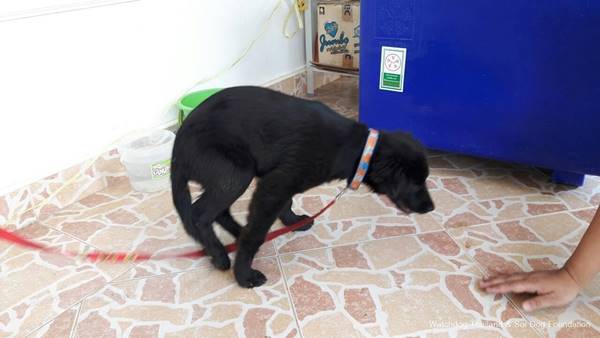 พระหนูทีใช้หมาบิณฑบาตร