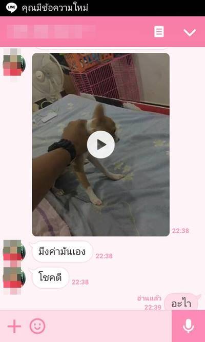 บีบคอหมา