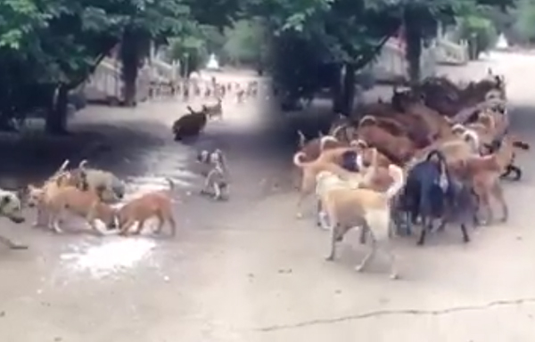 หมาวัดมีระเบียบ