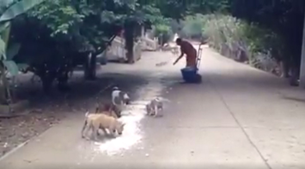 หมาวัดมีระเบียบ