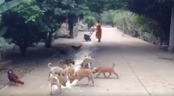 หมาวัดมีระเบียบ