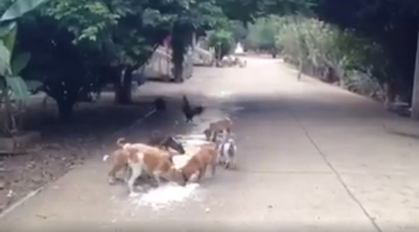 หมาวัดมีระเบียบ