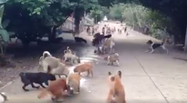 หมาวัดมีระเบียบ