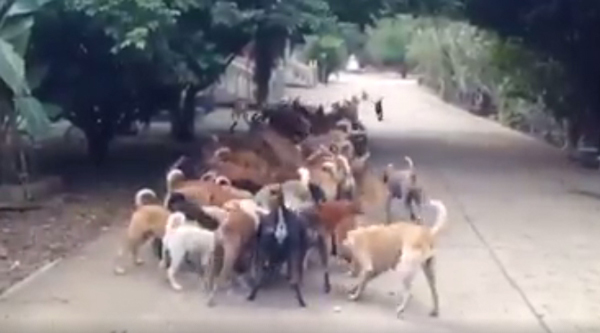 หมาวัดมีระเบียบ