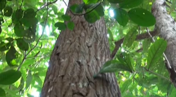 ต้นตะเคียน