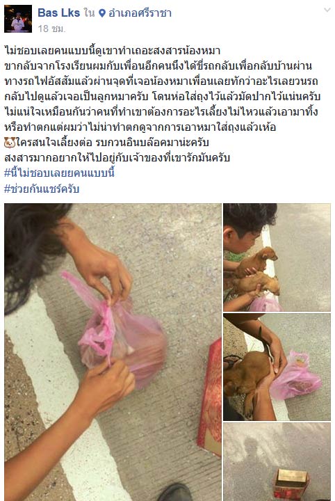 ลูกหมาถูกทิ้ง
