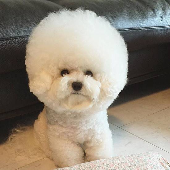 โทริ สุนัขพันธุ์ Bichon Frise