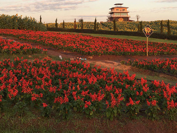 ไร่เชียงราย