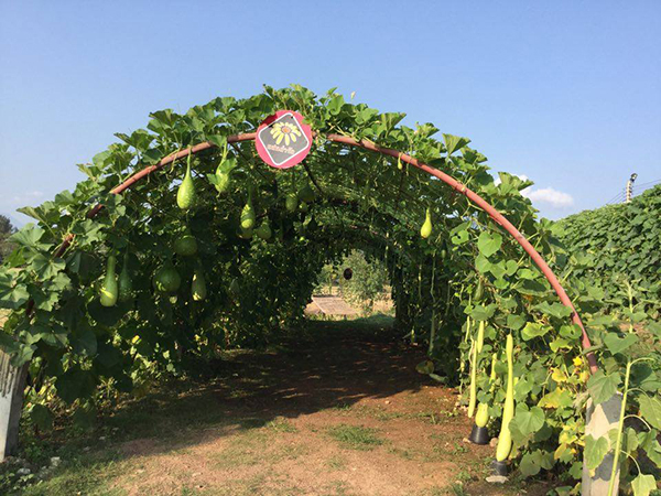 ไร่เชียงราย